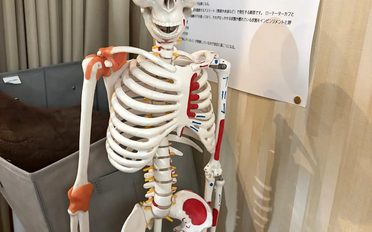 FIT STAGE 曽根城山店に置かれた骨格模型。身体の動かし方の説明に使用する